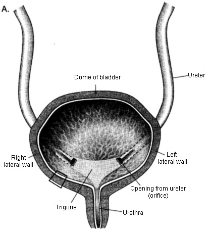 Two-panel diagram: the inside of the bladder labelled with dome, right and left lateral walls, trigone, ureteric opening and urethra, plus a detail of the bladder wall layers.