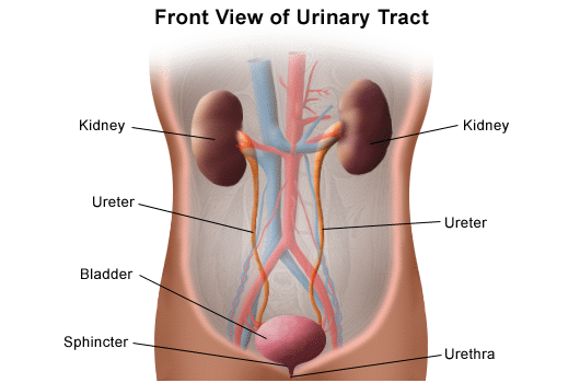 Labelled front view of the urinary tract: two kidneys, two ureters, the bladder, a sphincter and the urethra.