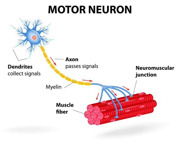 Diagram of a motor neuron: dendrites collecting signals, an axon carrying impulses, the myelin sheath, and the neuromuscular junction where the nerve meets a muscle fibre.
