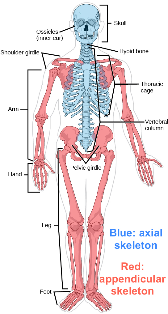Labelled human skeleton with the axial skeleton shown in blue and the appendicular skeleton in red.
